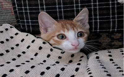 The scale of the Problem